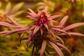 Exploring the Mexican Red Hair Strain A Deep Dive into Its Unique Qualities Exploring the Mexican Red Hair Strain A Deep Dive into Its Unique Qualities