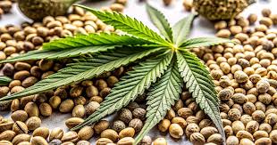 Exploring the Mexican Red Hair Strain A Deep Dive into Its Unique Qualities Exploring the Mexican Red Hair Strain A Deep Dive into Its Unique Qualities